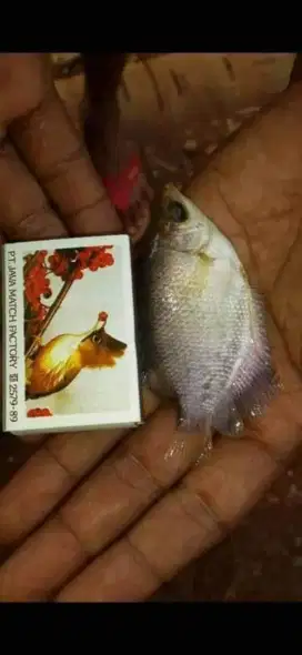 Bibit ikan gurame soang 2 jari