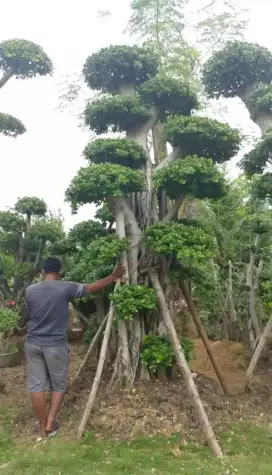 Bonsai taman dolar jumbo