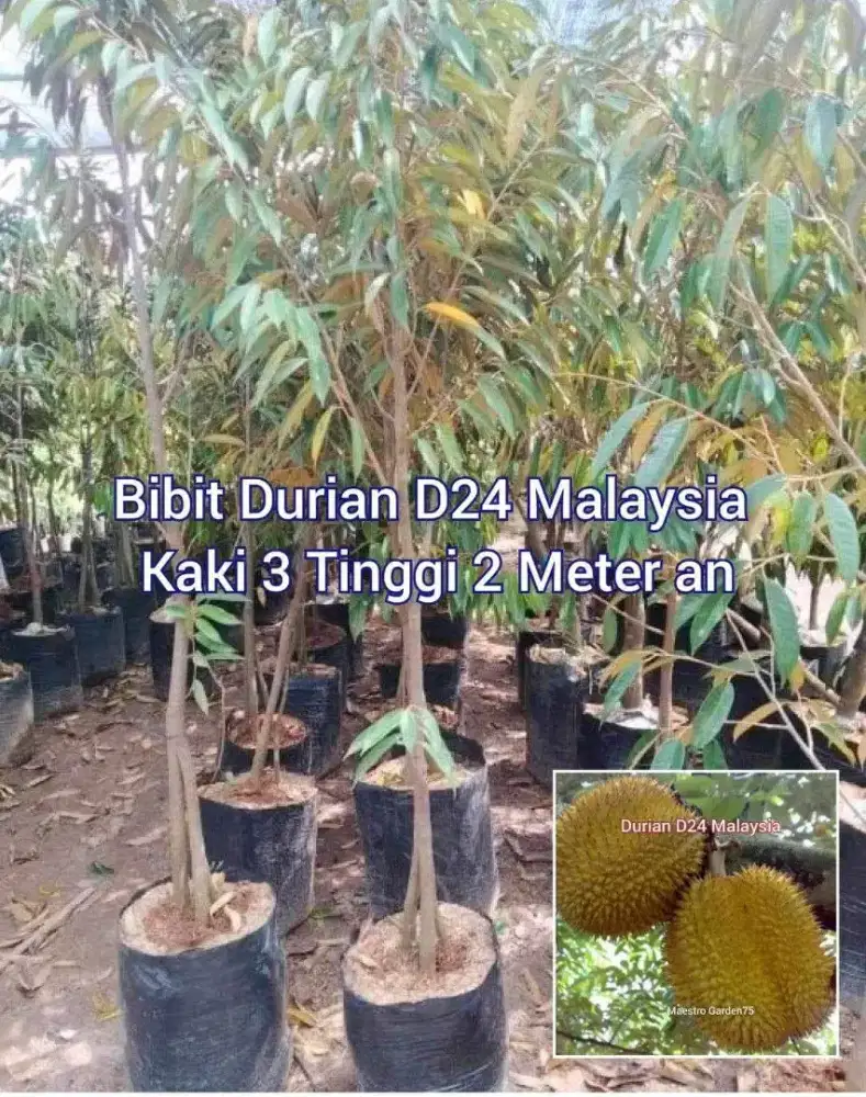 Bibit Durian D24 Malaysia Kaki 3 Tinggi 2 Meter an