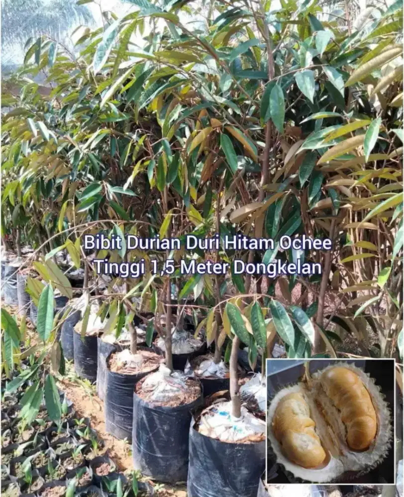 Bibit Durian Duri Hitam / Ochee / Black Tone Tinggi 1,5 M Dongkelan