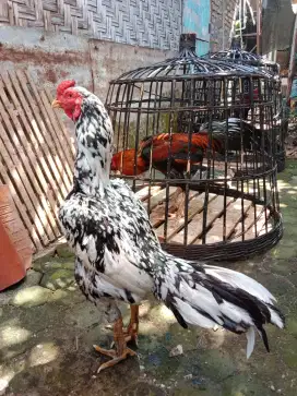 Ayam Bangkok (pacek) bulu betina