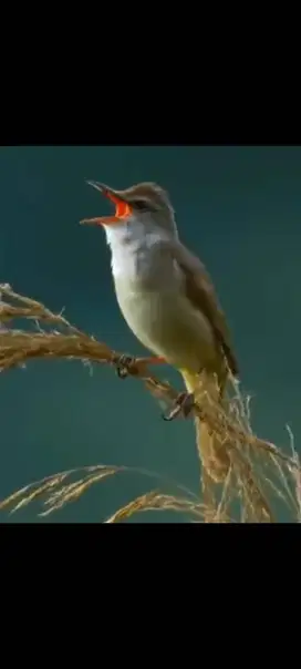 burung kerak basi alis putih