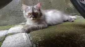 Open Adopsi Kucing Mainecoon mix Peaknose