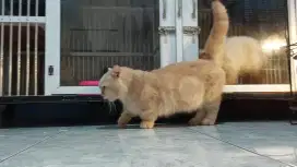 Kucing Munchkin Gaelic Jago Wikwik