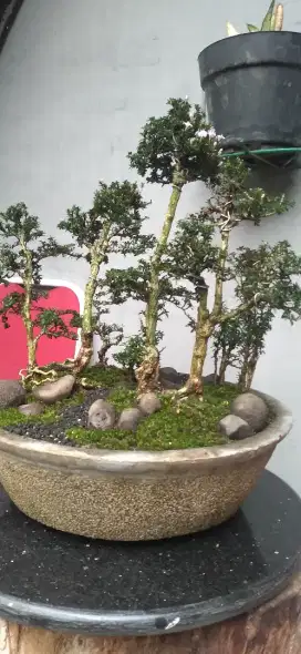 Bonsai serbin panorama