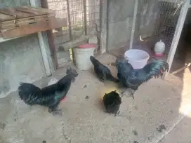 Ayam cemani asli