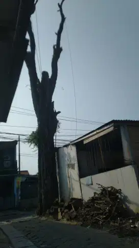 Jasa tebang pohon