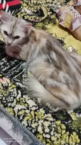 Kucing abu² betina birahi