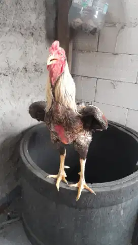 Ayam khoytrad uk 6 jalak kelabu