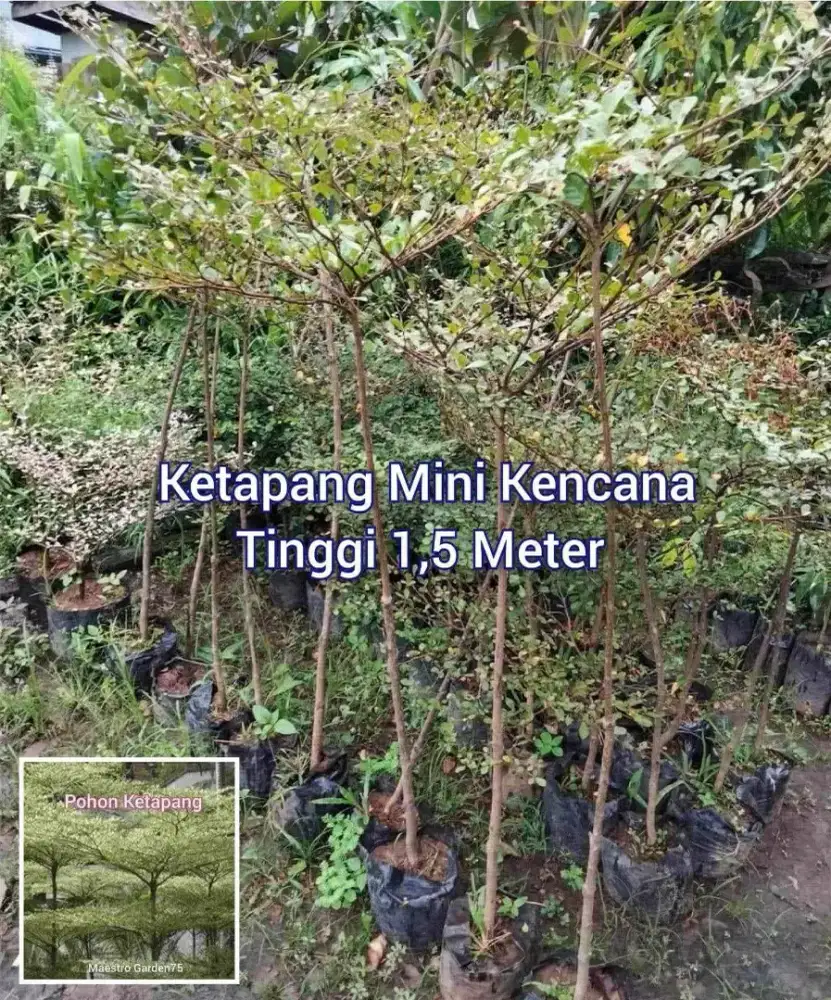 Ketapang Mini Kencana Tinggi 1,5 Meter