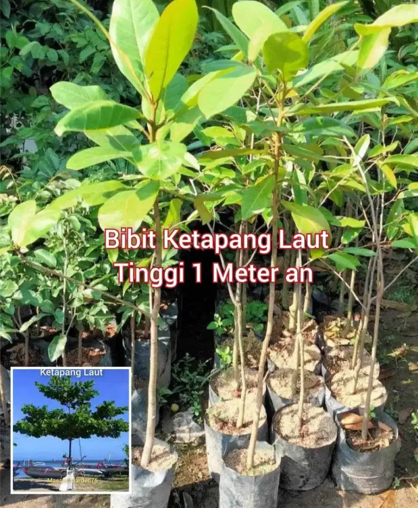 Bibit Ketapang Laut Tinggi 1 Meter an