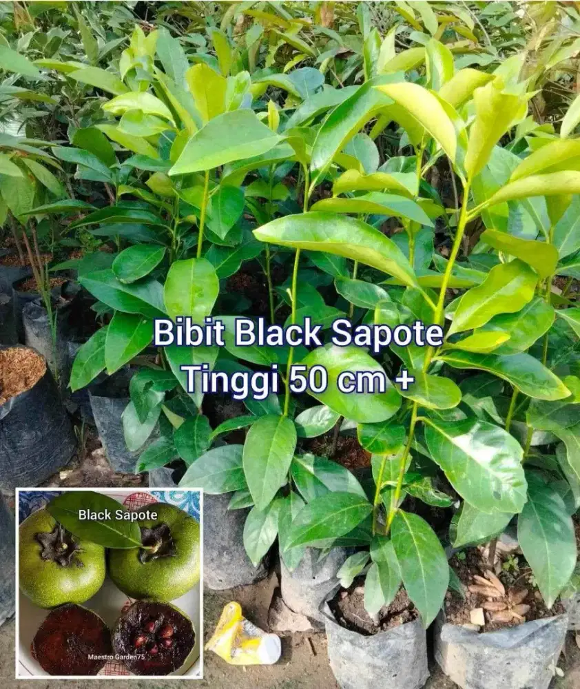 Bibit Black Sapote Tinggi 50 cm +