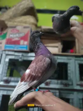 Burung Merpati tinggian kolong banyak pilihan