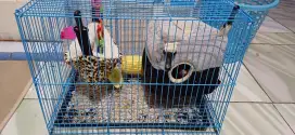Sugar glider  full set