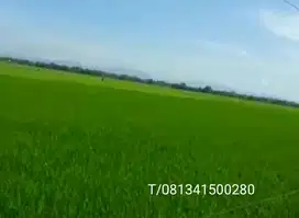 Sawah di jual murah di Konawe Sulawesi tenggara