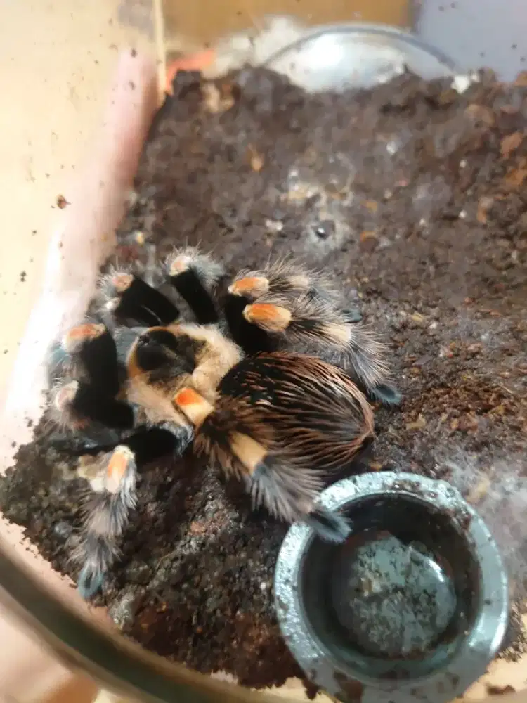 Tarantula Hamorii