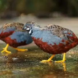 Puyuh batu burung puyuh hias