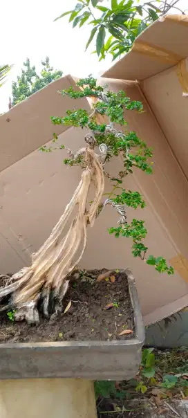 Bonsai Sancang Dengan Keringan