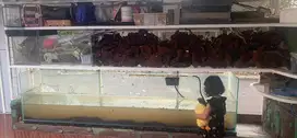 Paludarium bekas