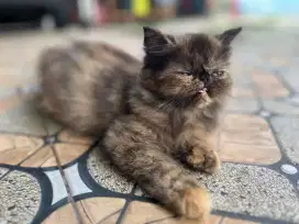 Persia peaknose betina 5:bulan black Tortie