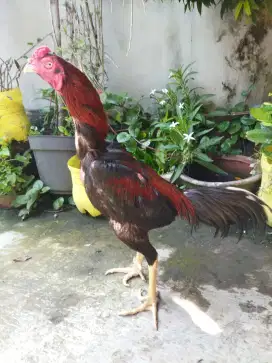 Ayam Pakhoy Brakot