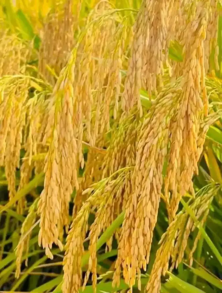 Dibutuhkan segera tenaga kerja serabutan Wanita dan Pria