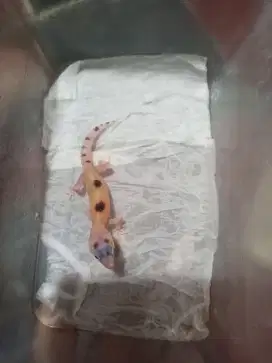 Leopard Gecko baby murah