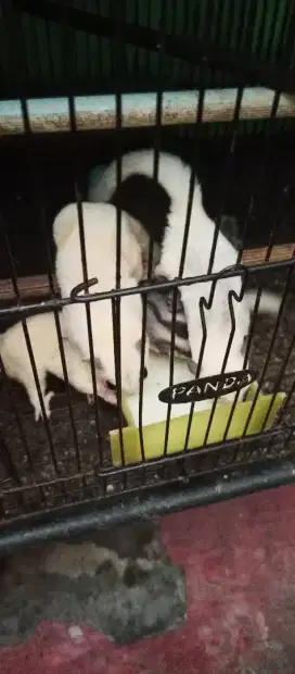 Sugar glider joy