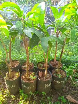 Bibit buah mangga agrimay, irwin, yuwen, mahathir dll