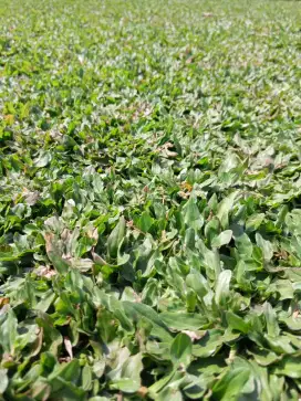 Rumput gajah mini lebat