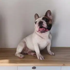 French bulldog (open stud)