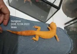 Di jual leopard gecko. Tinggl 2 ekor