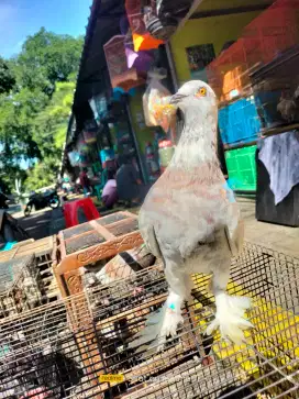 Merpati Putih Jembros gondrong