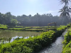 Dijual Empang Produktif luas 2000m2 Ds Pengasinan Gng Sindur Kab Bogor
