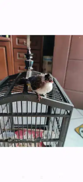 Burung Kutilang Anak Tunggal Body Big Plus Kandang Hrga NETTTTT