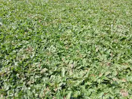 Penjual rumput gajah mini terdekat