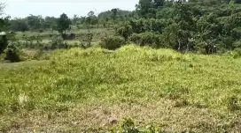 Dijual Tanah 9.250 m² Harga 1M nego