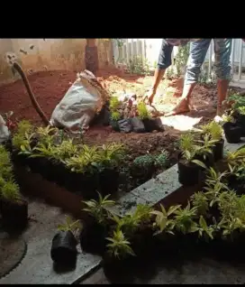 Pembuatan taman minimalis
