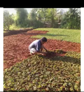 Promo rumput gajah mini + pasang per 1 meter