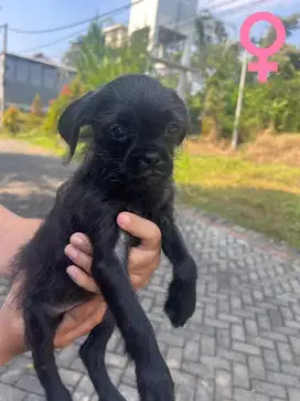 Free adoption Anak anjing Puppies mini (poddle mix pug) imut lucu