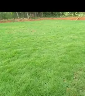 Rumput Swis per 1 meter berkualitas