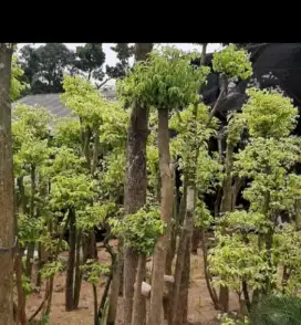 Tanaman hias bonsai anting putri