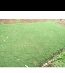 Rumput golf per 1 meter