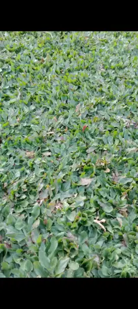 Rumput gajah mini