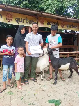 Kambing murah buat Aqiqah