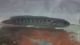 Di jual ikan chana
