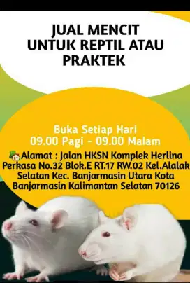 Jual Mencit untuk pakan Reptil atau Praktek