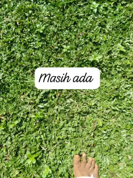 Rumput gajah mini