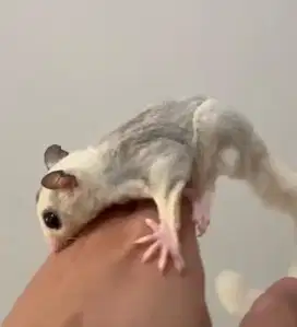 Joey Sugar Glider Platinum Mozaic