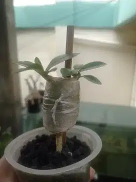 Adenium program LC
